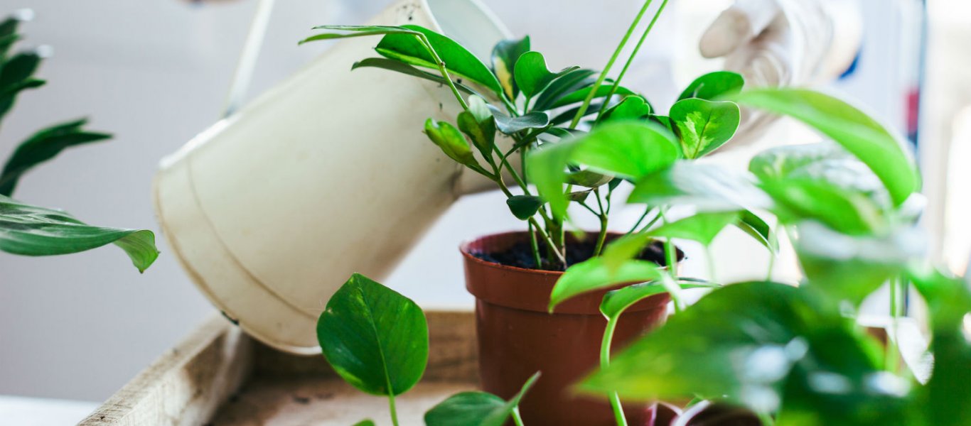 «Ουρλιαχτά» βγάζουν τα φυτά σε συνθήκες άγχους