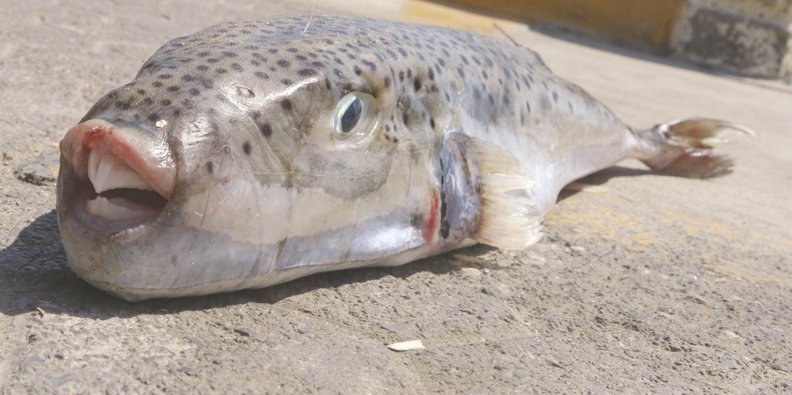Χανιά: Ψαράς έπιασε λαγοκέφαλο 70 πόντων – Όλο και αυξάνεται το μέγεθός τους (φωτο)