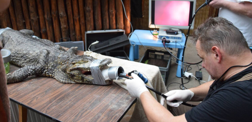 Αυτό το είδος ζώου δεν ζευγαρώνει γιατί έχει μεγάλα… γεννητικά όργανα!