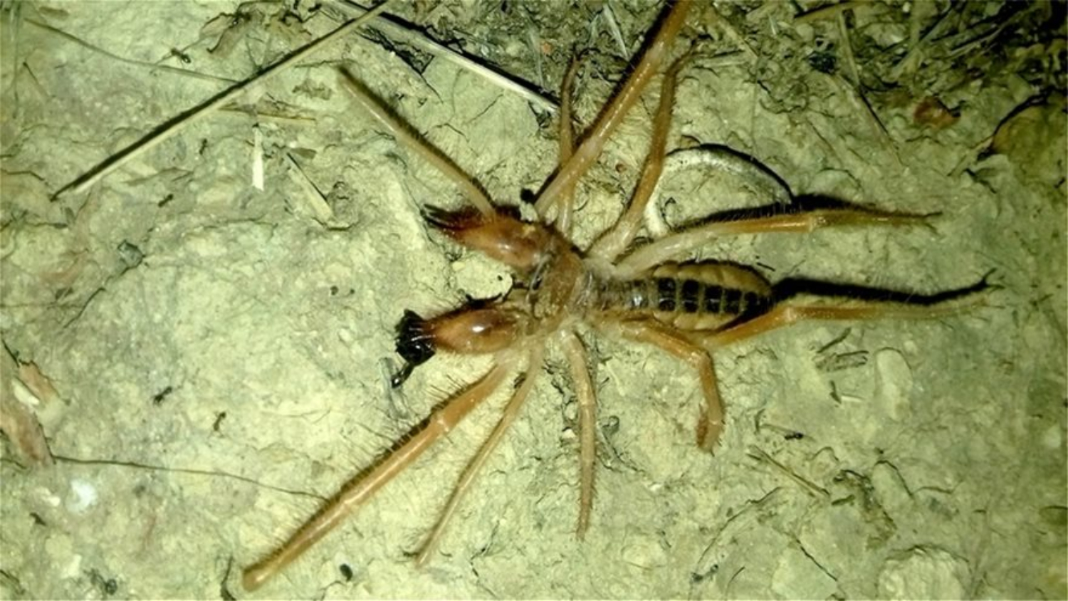 Φρίκη: Εντοπίστηκε νέο είδος αράχνης – Κρύβεται σε ρούχα και σε έπιπλα (φωτο)