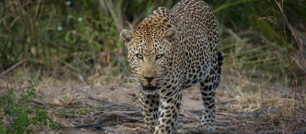 Η 21χρονη που μεγάλωσε με λεοπαρδάλεις και αγριόγατες – Ακόμα ζει και εργάζεται μαζί τους (βίντεο)