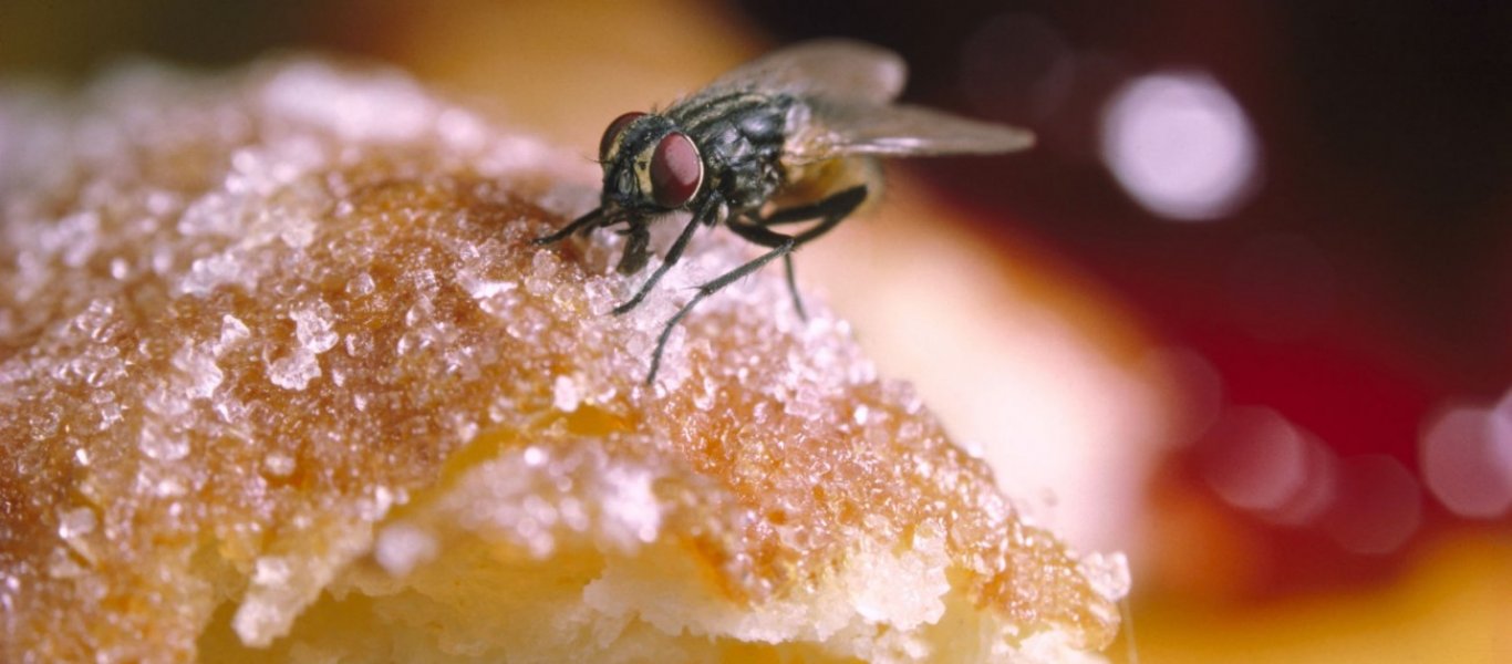 Έκατσε μια μύγα στο φαγητό σου; – Η επιστήμη απαντά αν πρέπει να το φας ή όχι