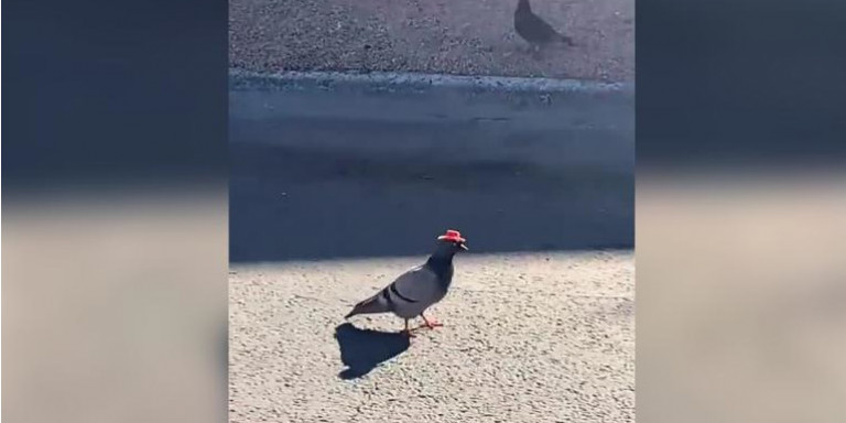 Περιστέρια με καουμπόϊκα καπέλα πετάνε στο Λας Βέγακς! – Κανείς δεν ξέρει το γιατί (βίντεο)