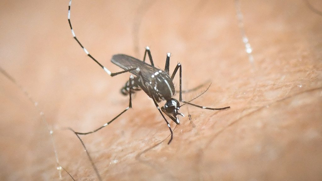 Κι όμως είναι αλήθεια: Άνδρας που αερίζεται και σκοτώνει κουνούπια προσελήφθη από εταιρία για νέο εντομοαπωθητικό