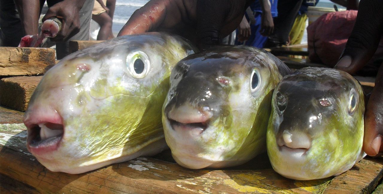 Λαγοκέφαλος – γίγας 3,8 κιλών αλιεύθηκε στην Ηλεία (φώτο)