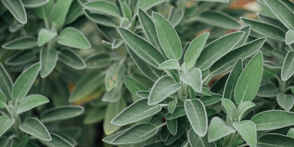 Δείτε τα 6+1 θαυματουργά οφέλη του φασκόμηλου