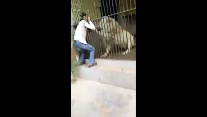 Η στιγμή που λευκό λιοντάρι δαγκώνει το χέρι του φύλακα που πήγε να το ταΐσει (βίντεο)