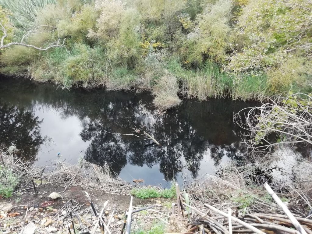 «Μαύρισε» ο Πηνειός – Δεκάδες νεκρά ψάρια (φώτο)