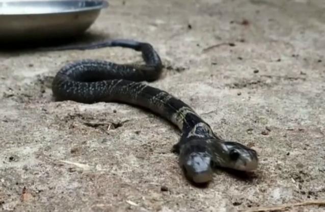 Σπάνια δικέφαλη κόμπρα… εμφανίζεται στην Ινδία και κάνει άνω-κάτω ένα χωριό (βίντεο)