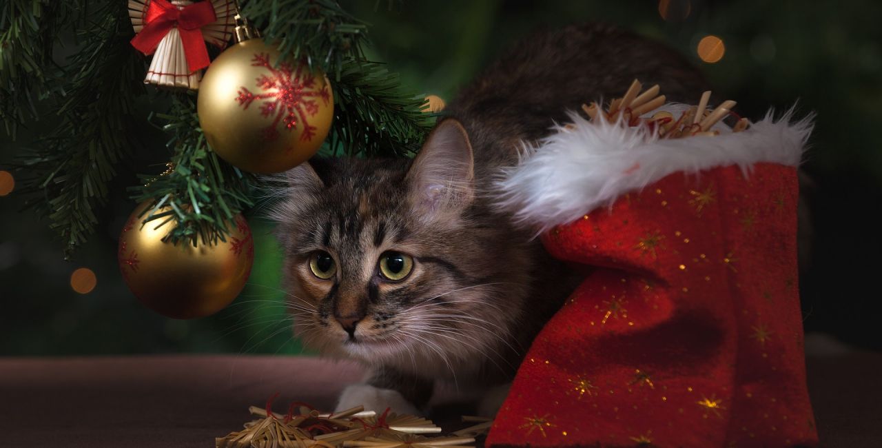 Χριστουγεννιάτικο δέντρο: Ποιοι είναι οι κίνδυνοι για τα κατοικίδια – Tι πρέπει να προσέχετε