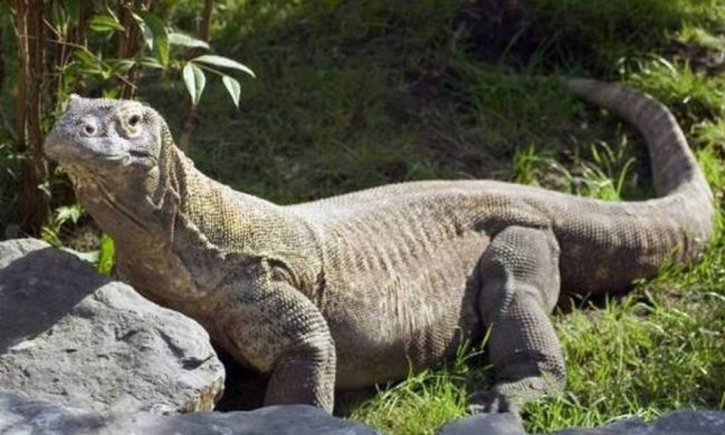 Δράκος του Κομόντο αρπάζει μαϊμού και την… καταπίνει ολόκληρη (βίντεο)