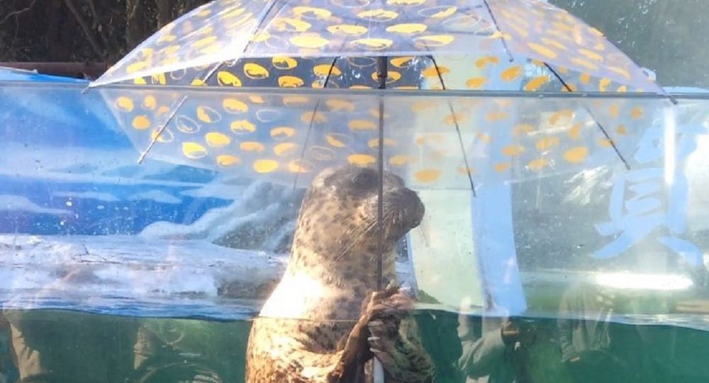 Αυτή η φώκια διαφέρει από τις άλλες – Κρατάει ομπρέλα και «τραβά» τα βλέμματα (βίντεο)