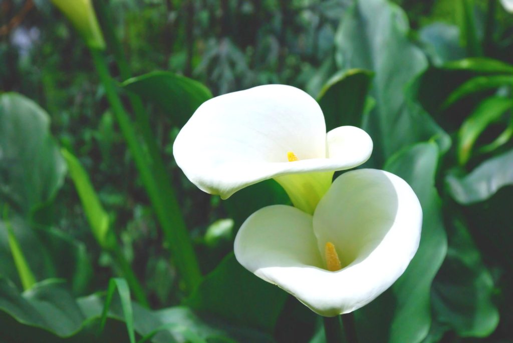 Τι κάνουν τα φυτά όταν «στρεσάρονται»; – Οι επιστήμονες απαντούν