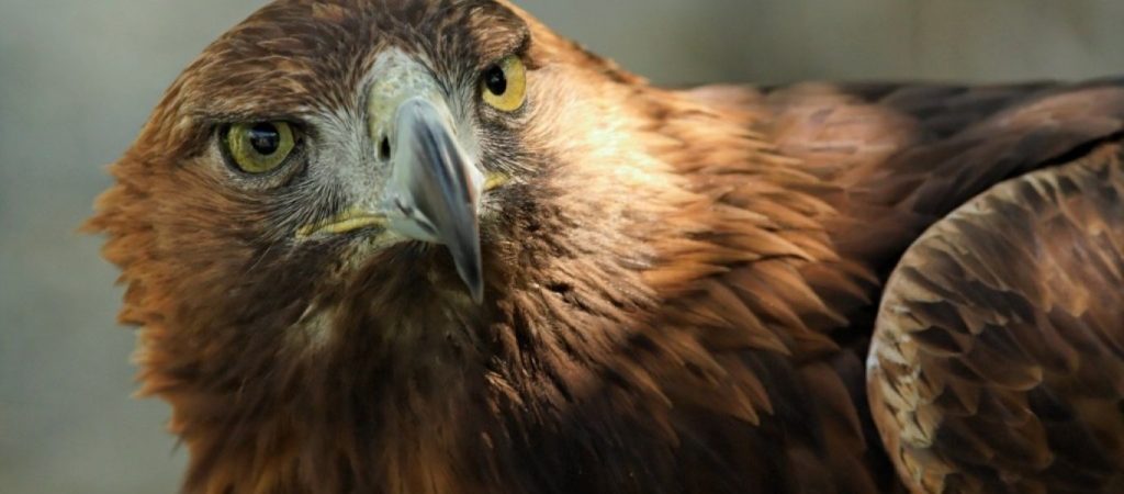 Η στιγμή που ένας χρυσαετός επιτίθεται σε έναν αίγαγρο – Ο νικητής της «μάχης» (βίντεο)