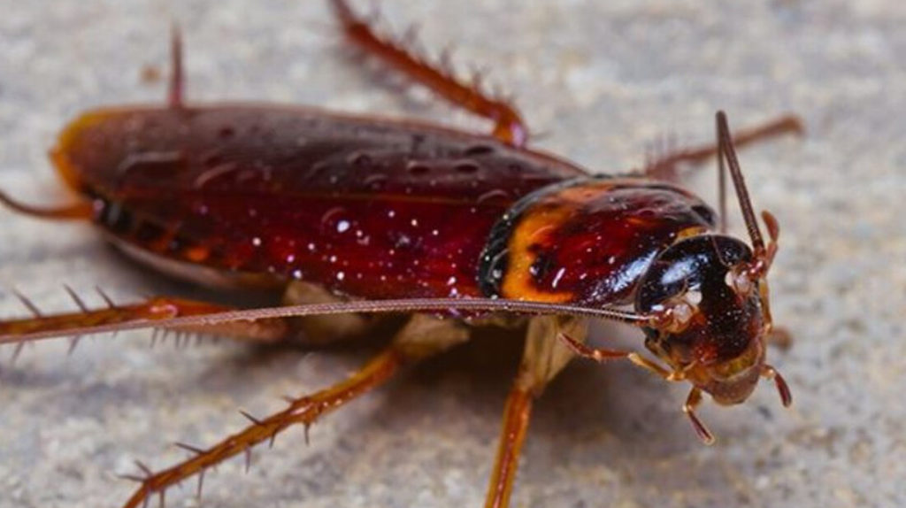 Το ξέρετε; Αυτό το λαχανικό διώχνει τις κατσαρίδες!