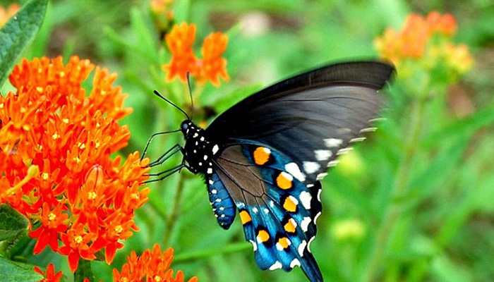 Μειώνονται οι πληθυσμοί από πεταλούδες και πουλιά – Τι λένε οι επιστήμονες