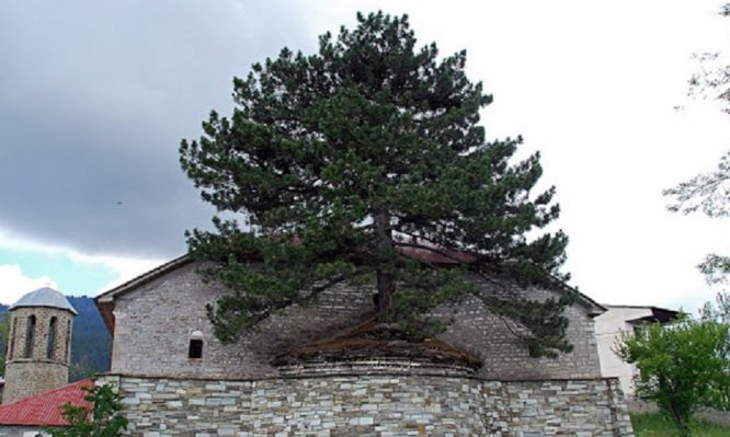 Αιωνόβιο πεύκο μεγαλώνει μέσα σε εκκλησία στα Γρεβενά