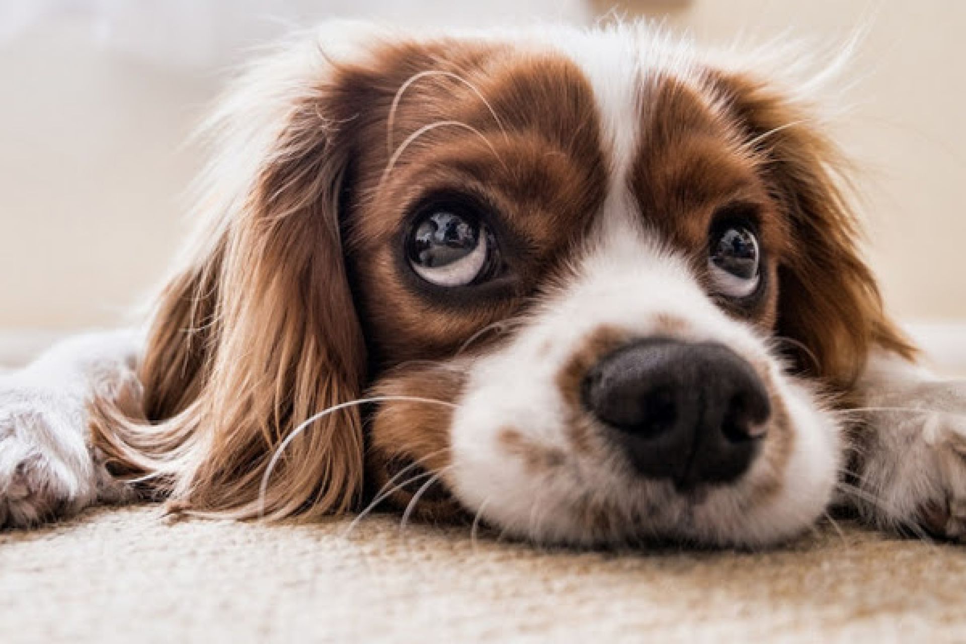 Εσύ το ήξερες; – Γιατί τα σκυλιά γλείφουν όλη την ώρα;