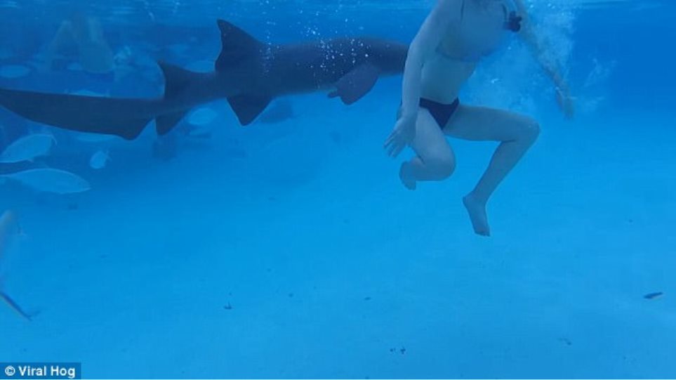 Tα κοινά του αιδοίου με τον καρχαρία – Και όμως υπάρχουν