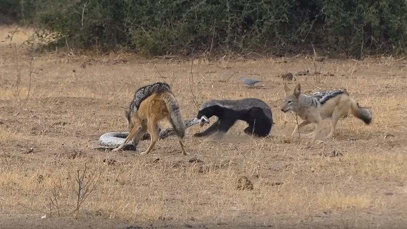 Δείτε τη μάχη ανάμεσα σε έναν πύθωνα έναν ασβό και… δύο τσακάλια (βίντεο)