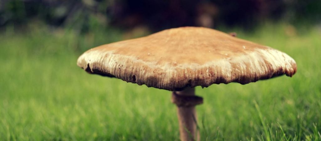 Ξάνθη: Βρέθηκε μανιτάρι γίγας – Έχει διάμετρο πάνω από 30 εκατοστά (φώτο)