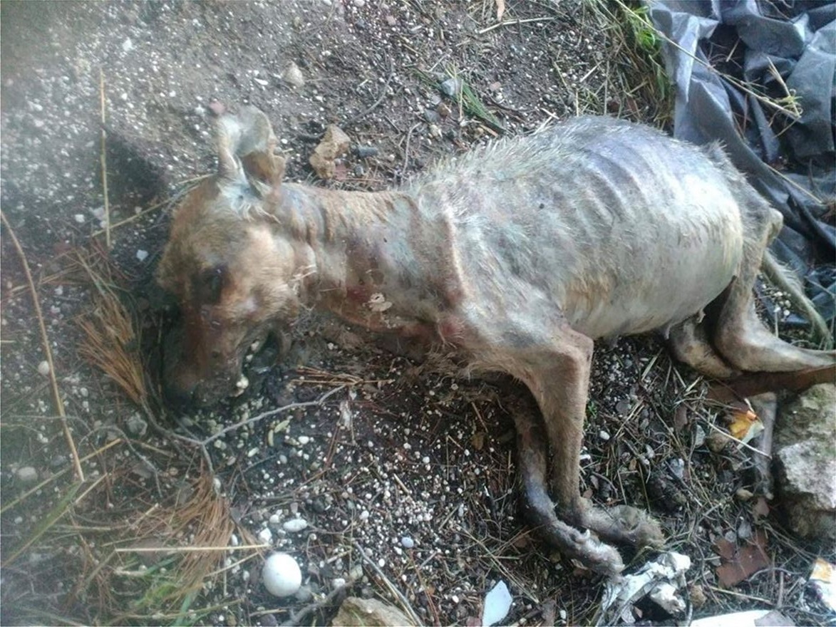 Εντοπίστηκε χωματερή-κολαστήριο στο Λουτράκι – Τα ζώα ζουν σε άθλιες συνθήκες (φώτο)