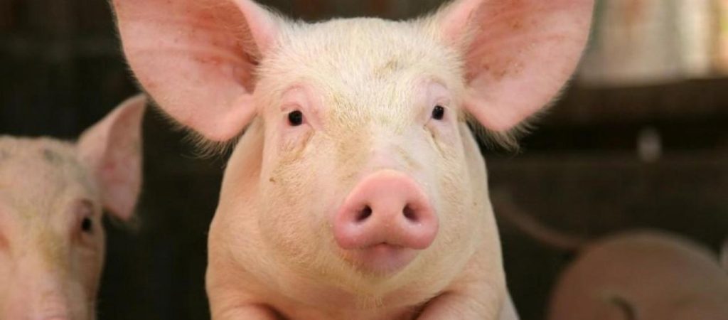 Σάλος στην Κίνα: Ερευνητές χρησιμοποίησαν γουρούνια σε crash test αυτοκινήτων (φώτο)