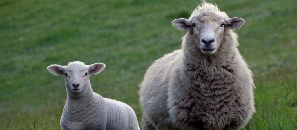 Κωμικοτραγικό συμβάν στην Ηγουμενίτσα: Πρόβατα έφαγαν χλοοτάπητα γηπέδου – Τεράστια η οικονομική ζημιά