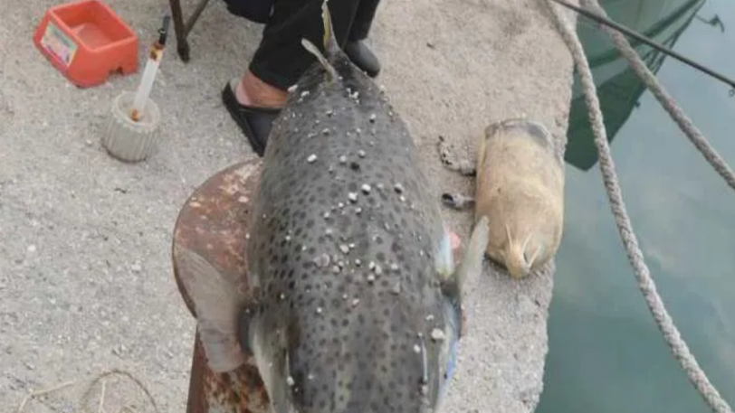 Χανιά: Έπιασαν λαγοκέφαλο 9,5 κιλών στη Σούδα! (φωτό)