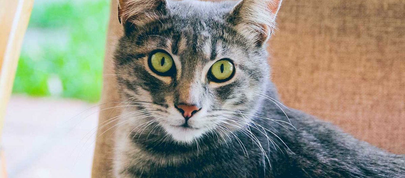 Βρέθηκε η πιο «θυμωμένη» γάτα στο κόσμο – Δείτε τις φωτογραφίες