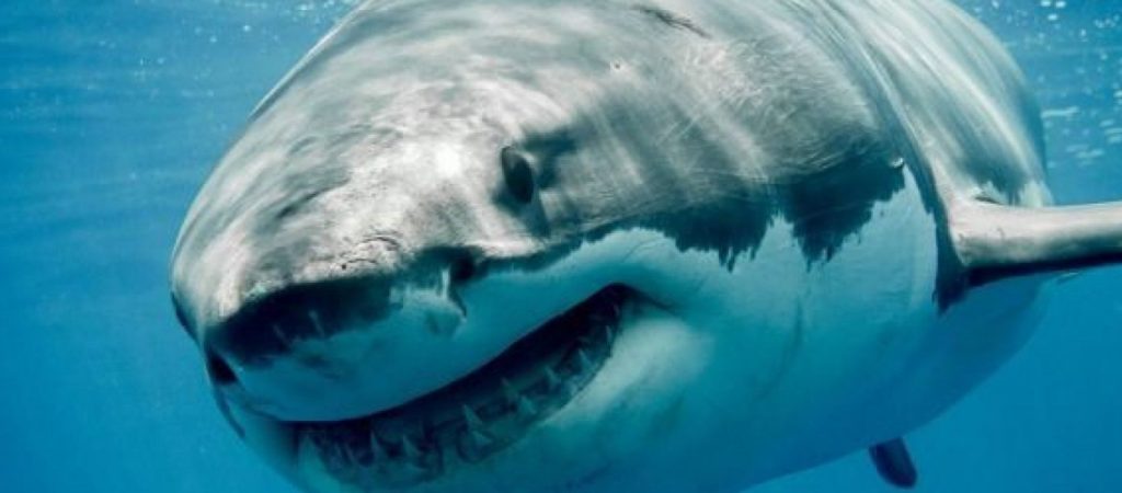 Αυτό είναι το θαλάσσιο ζώο που τρομοκρατεί τον λευκό καρχαρία (φώτο – βίντεο)