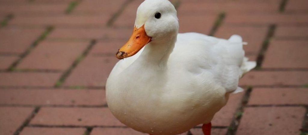 Πως προέκυψε η φράση «κάνει την πάπια»;