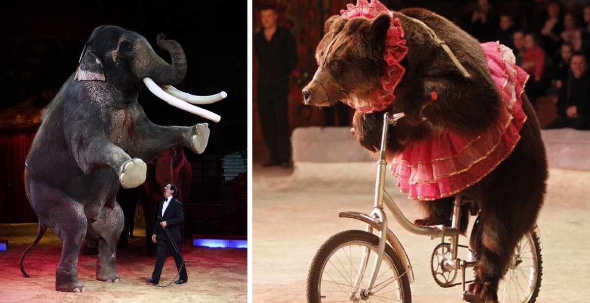 Πρόεδρος οικολογίας στην Ρωσία: «Oι ιδιοκτήτες των ζώων του τσίρκου θα υποχρεούνται να τα συντηρούν εφ’ όρου ζωής»