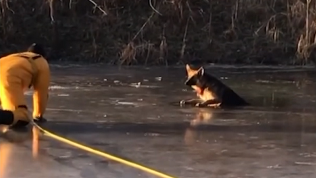 ΗΠΑ: Διάσωση σκύλου που ήταν παγιδευμένος στον πάγο