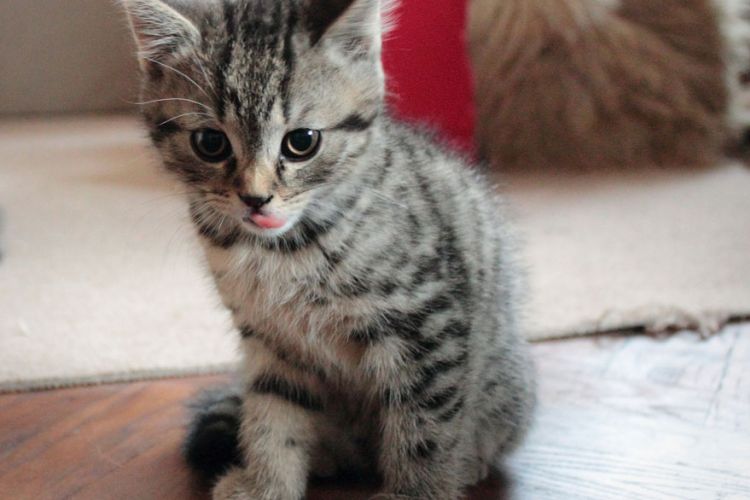 Έσωσε ετοιμοθάνατο γατάκι και από τότε ζουν μαζί (βίντεο)