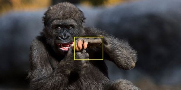 Δείτε τον γορίλα με τα ανθρώπινα δάχτυλα που έχει «ρίξει» το διαδίκτυο (φώτο)