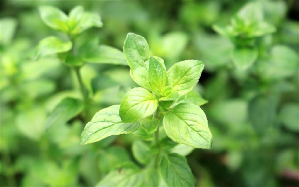 Ρίγανη: H ουσία που περιέχει και τα οφέλη της για τον οργανισμό μας