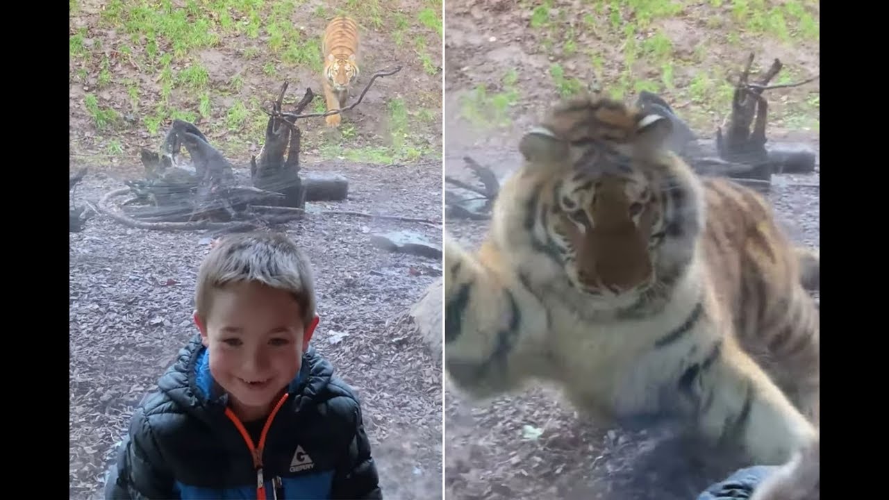 Τίγρης «επιτίθεται» σε παιδί μέσα σε ζωολογικό κήπο (βίντεο)