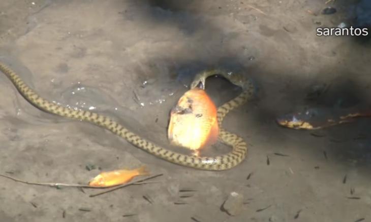 Βίντεο: Ο νόμος της φύσης – Φίδι καταβροχθίζει χρυσόψαρο στο νερό