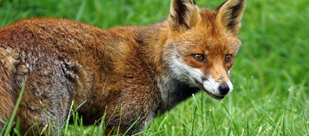 Πήλιο: Αλεπού επιτέθηκε σε πεντάχρονο κορίτσι – Την τραυμάτισε στο χέρι