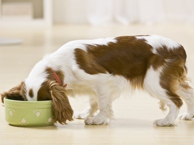 Έτσι θα μάθετε στον σκύλο σας να μην τρώει ότι βρίσκει
