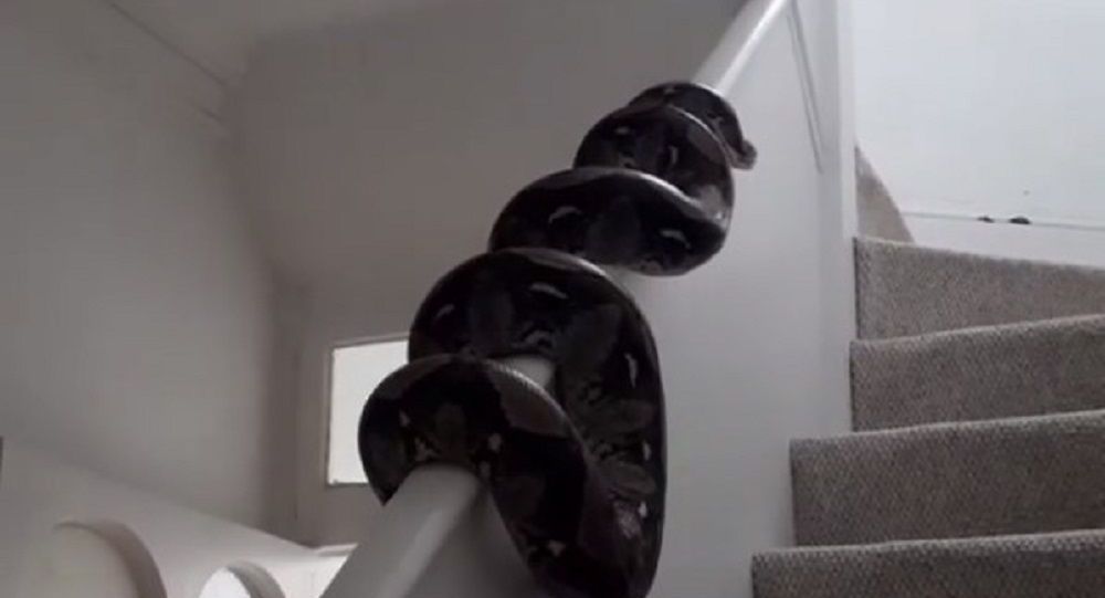 Τεράστιος πύθωνας ανεβαίνει έρποντας τις σκάλες σπιτιού (βίντεο)