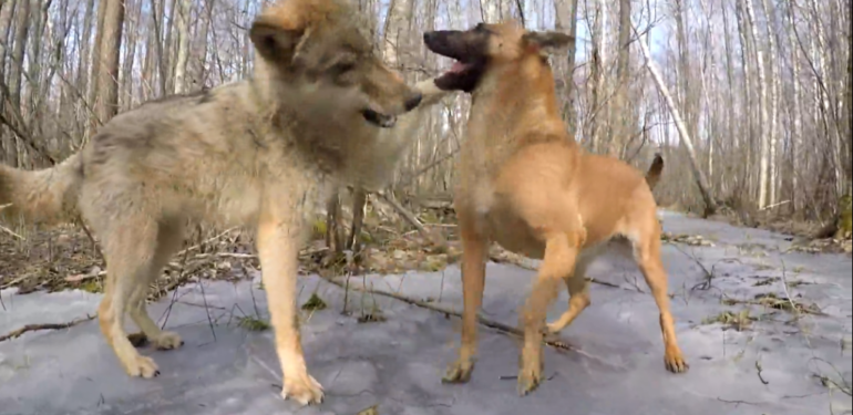 Δείτε τι θα συμβεί όταν ένας σκύλος συναντηθεί με έναν λύκο – Θα εκπλαγείτε (βίντεο)