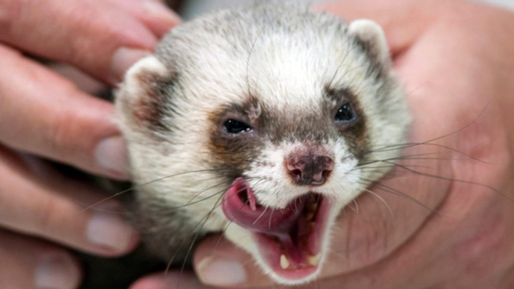 Ένα… κουνάβι έφερε τα «πάνω-κάτω» σε νοσοκομείο του Βόλου (φώτο)