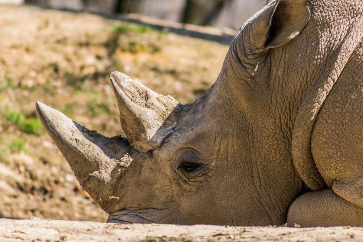 Τανζανία: Πέθανε ο γηραιότερος ρινόκερος του κόσμου – Είχε φτάσει 57 ετών
