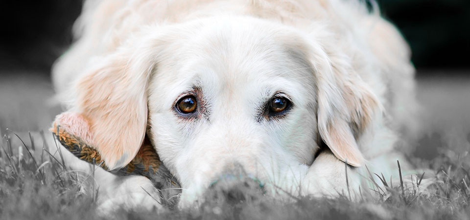 Πόσο ωραίο είναι να κάνεις δώρο σε κάποιον έναν σκύλο;