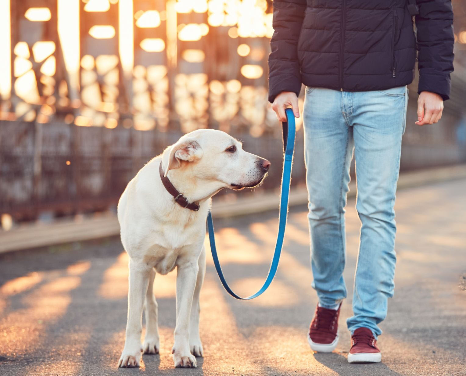 Σκύλος και βόλτα: Αυτοί είναι οι 6+1 μύθοι και αλήθειες
