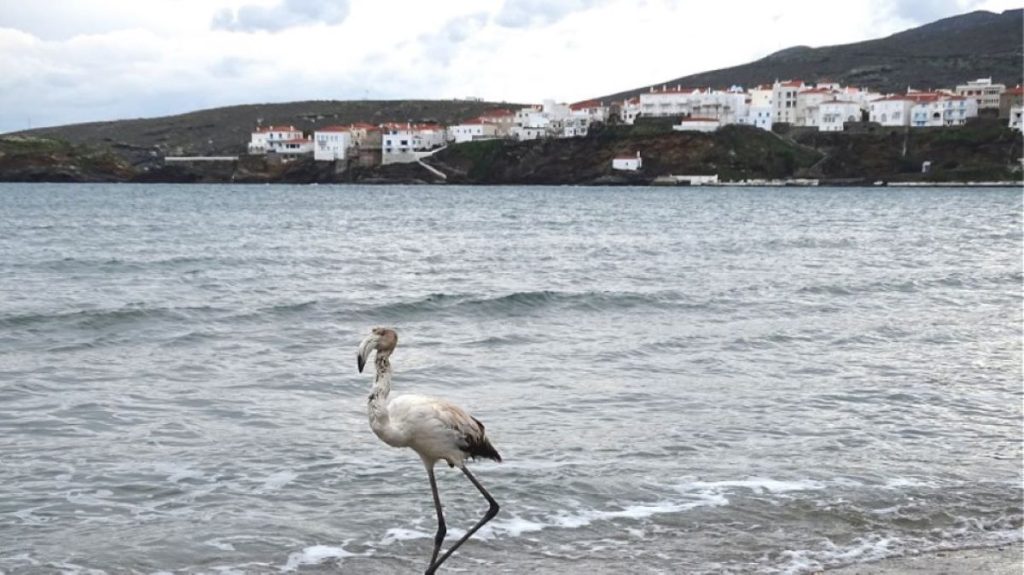 Μικρό φλαμίνγκο αποσπάστηκε από το σμήνος του και βρέθηκε στην Άνδρο (βίντεο)