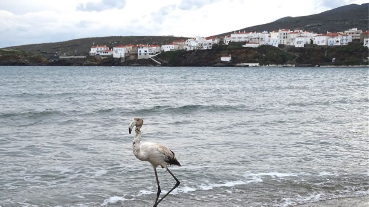 Μικρό φλαμίνγκο αποσπάστηκε από το σμήνος του και βρέθηκε στην Άνδρο (βίντεο)