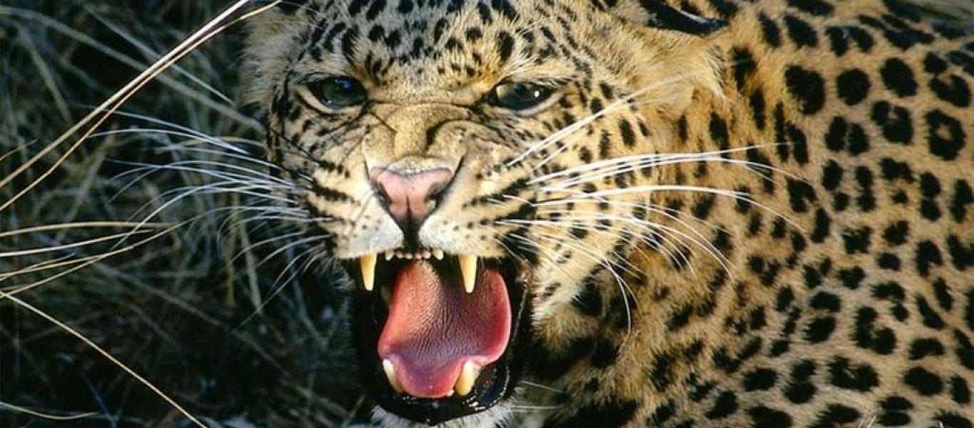 Άγρια μάχη: Πύθωνας έχει αρπάξει λεοπάρδαλη – Τη συνέχεια δεν θα την περιμένετε (βίντεο)